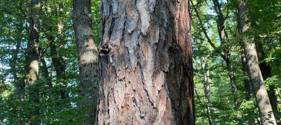 Вилла с 8 комнатами в Габлиц, Австрия № 237454 6