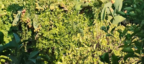 5 chambres Villa à Trabia, Italy No. 344891 16