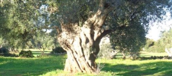 Casa de 6 habitaciónes en Ostuni, Italy No. 72321 17