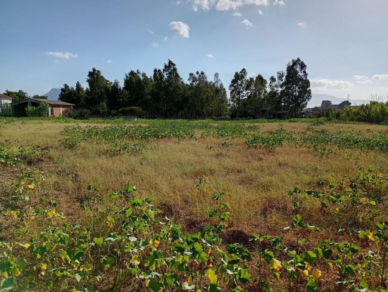  قطعة أرض في Partinico, Italy رقم 376650