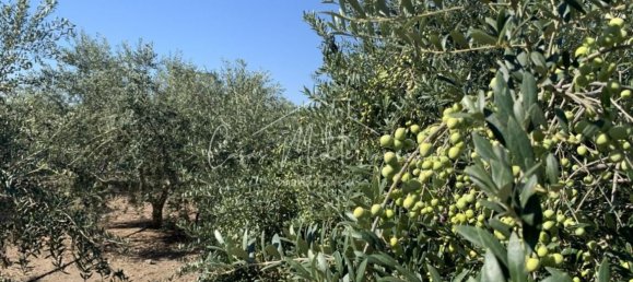 6 bedrooms House in Vinyols i els Arcs, Spain No. 285103 3