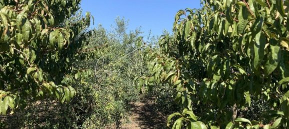 6 bedrooms House in Vinyols i els Arcs, Spain No. 285103 5