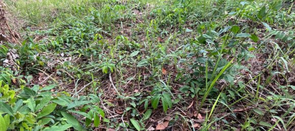 Terreno em Phuket, Thailand 7615 m² N.º 65029 16