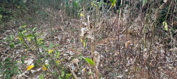 Terreno em Phuket, Thailand 7615 m² N.º 65029 6