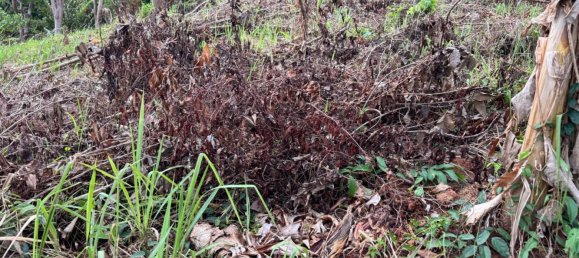 Terreno em Phuket, Thailand 7615 m² N.º 65029 9