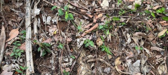 Terreno em Phuket, Thailand 7615 m² N.º 65029 8