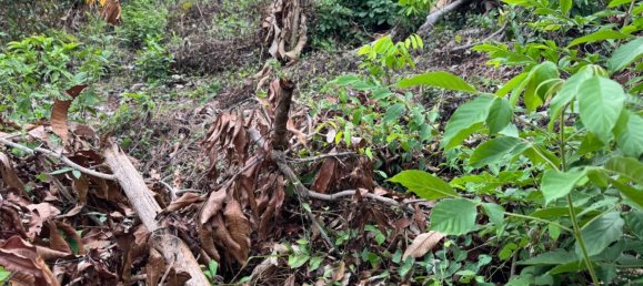 Terreno em Phuket, Thailand 7615 m² N.º 65029 7