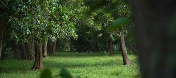  Commercial property in Phang Nga, Thailand No. 11699 5