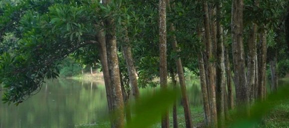  Commercial property in Phang Nga, Thailand No. 11699 7