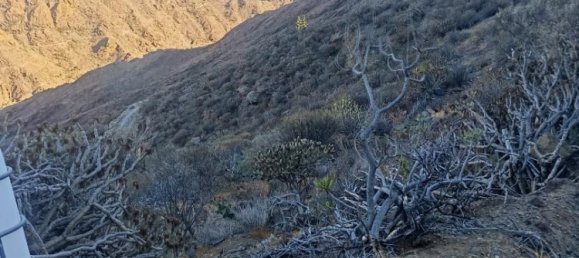 Terrain à Gran Canaria, Spain 807m² No. 173397 7