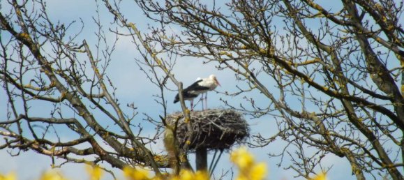 4 Schlafzimmer Haus in Hessen, Germany, Nr. 154456 18