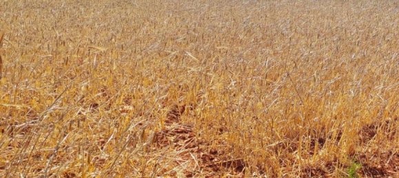 Grundstück in Santanyi, Spain, Nr. 168263 4