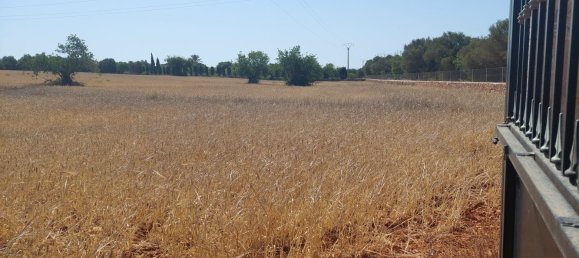 Grundstück in Santanyi, Spain, Nr. 168263 5