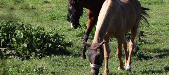  Land in Wernberg, Austria No. 238921 9