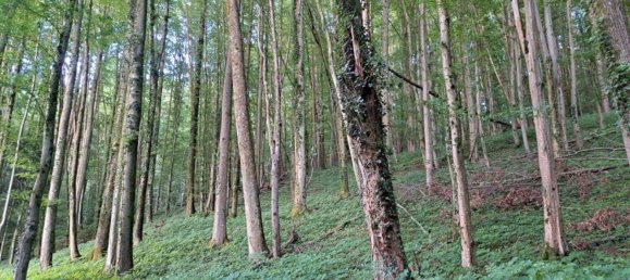 7غرفة منزل في Graz-Umgebung, Austria رقم 144432 14