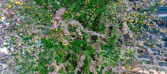 3 rooms House in Pottenstein, Austria No. 182904 8