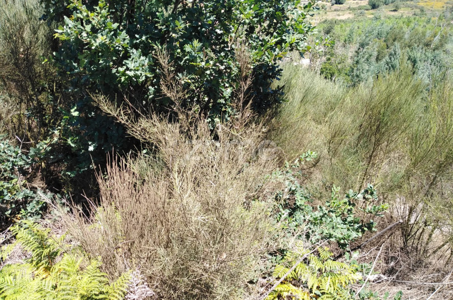  Land in Oliveira do Hospital, Portugal No. 89986