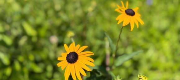 3غرفة منزل في Gussing, Austria رقم 138264 21