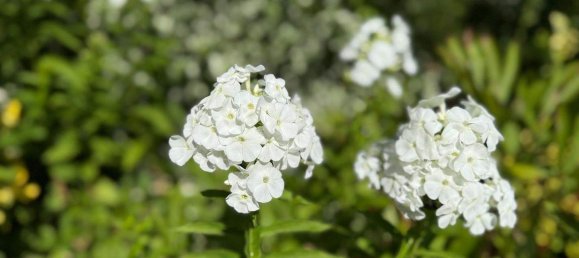 3غرفة منزل في Gussing, Austria رقم 138264 20