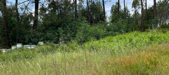 Grundstück in Leiria, Portugal 2197m², Nr. 89479 5