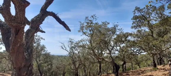 84250m² Land in Grandola, Portugal No. 135802 18