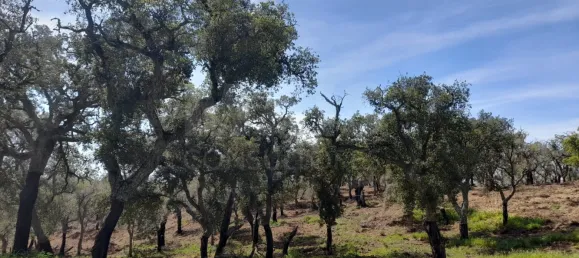 84250m² Land in Grandola, Portugal No. 135802 14