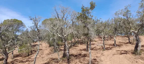 84250m² Land in Grandola, Portugal No. 135802 9