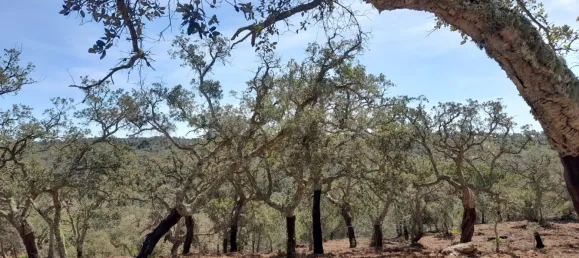 84250m² Land in Grandola, Portugal No. 135802 16