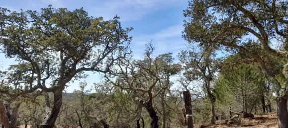 84250m² Land in Grandola, Portugal No. 135802 6