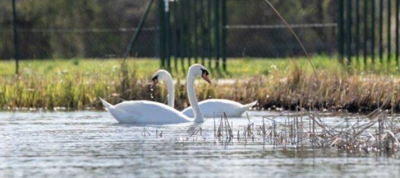 1336m² Land in Ebreichsdorf, Austria No. 160052 22