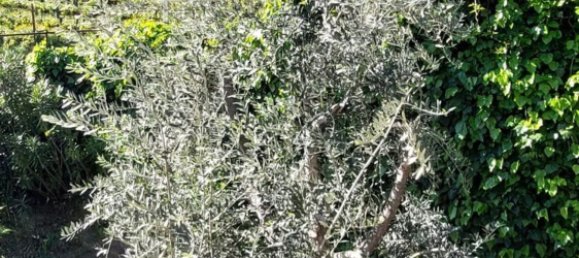 9 bedrooms Apartment in Trentino-Alto Adige, Italy No. 317747 5