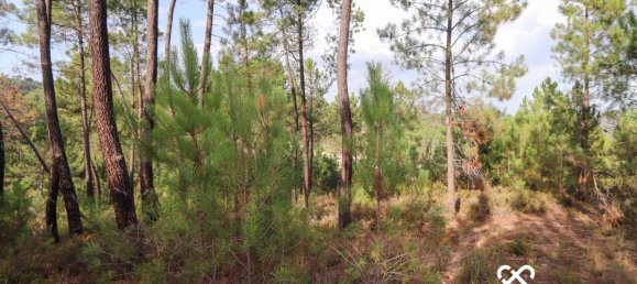  Land in Silgueiros, Portugal No. 65480 7