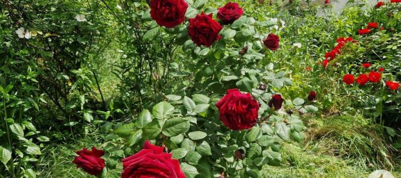 3غرفة منزل في Haugsdorf, Austria رقم 174243 13