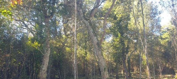  Land in Tempio Pausania, Italy No. 358974 4