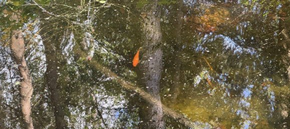 Дом с 2 комнатами в Альтенмаркт ан дер Тристинг, Австрия № 2489 17