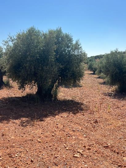 Terrain à Toledo, Spain 15500m² No. 268432