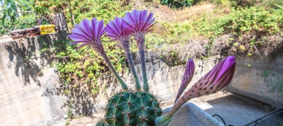 2 bedrooms Apartment in Caltagirone, Italy No. 320364 24