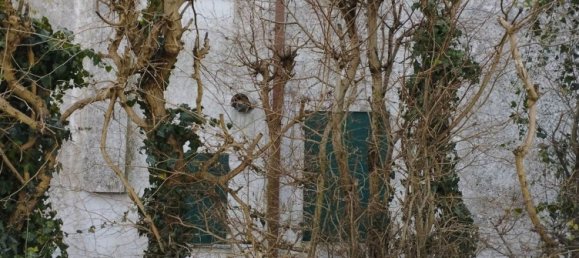 10 rooms Villa in Piacenza d'Adige, Italy No. 198929 22