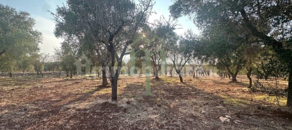 Terrain à Carovigno, Italy 11484m² No. 176719 7