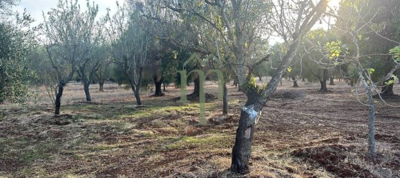 Terrain à Carovigno, Italy 11484m² No. 176719 6