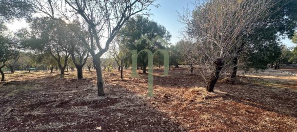 Terrain à Carovigno, Italy 11484m² No. 176719 8