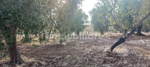 Terrain à Carovigno, Italy 11484m² No. 176719 4