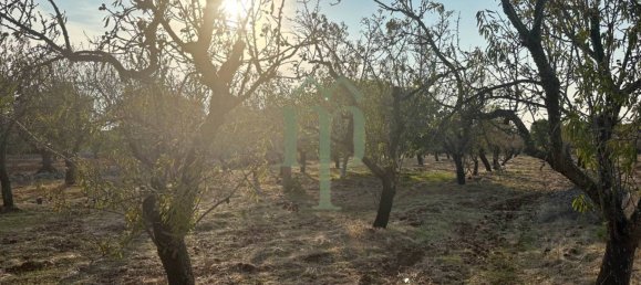 Terrain à Carovigno, Italy 11484m² No. 176719 11