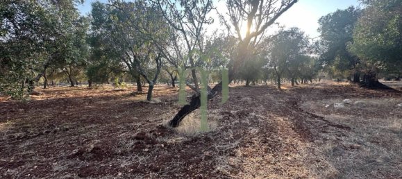 Terrain à Carovigno, Italy 11484m² No. 176719 3