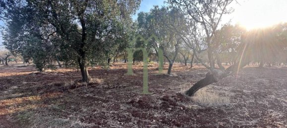 Terrain à Carovigno, Italy 11484m² No. 176719 5