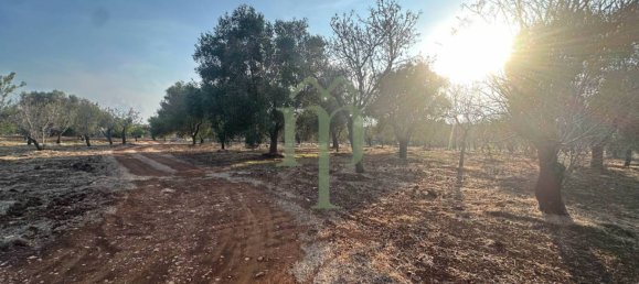 Terrain à Carovigno, Italy 11484m² No. 176719 9