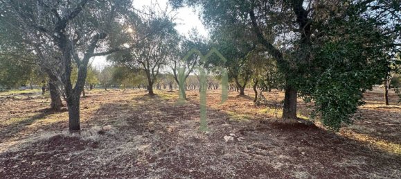 Terrain à Carovigno, Italy 11484m² No. 176719 15