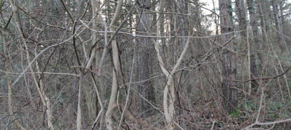 10 rooms House in Aulla, Italy No. 41403 31