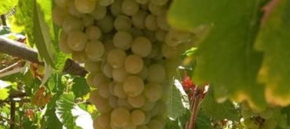 Terreno em Guia de Isora, Spain 7000 m² N.º 162440 7