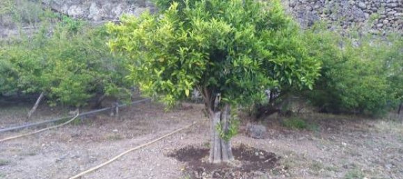 Terreno em Guia de Isora, Spain 7000 m² N.º 162440 5